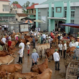Thanh Luong Cattle Market