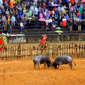 Buffalo Fighting Festival in Phu Ninh