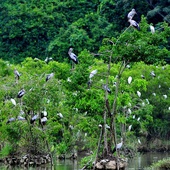 Tan Long Stork Garden