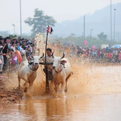 Ox Racing at Khmer Dolta Festival (An Giang)