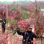 Lunar New Year (Tet)