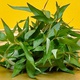 Vietnamese Coriander