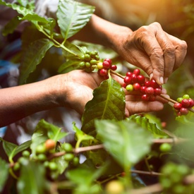 Online webinar on promoting coffee tourism products in Vietnam