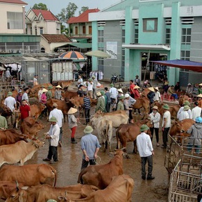 Thanh Luong Cattle Market