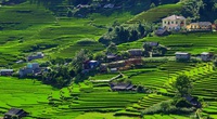 Sapa