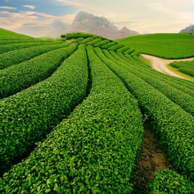 Thai Nguyen - The Cradle of Vietnamese Tea