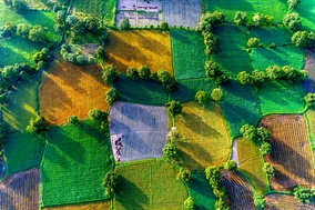 Rice Field