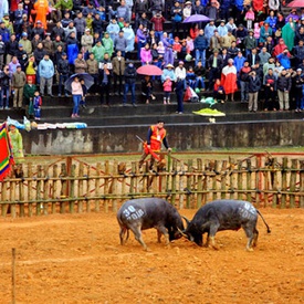 Buffalo Fighting Festival in Phu Ninh