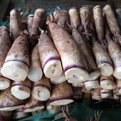 Bitter Bamboo Shoot