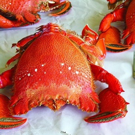 Huynh De Crab - King Crab