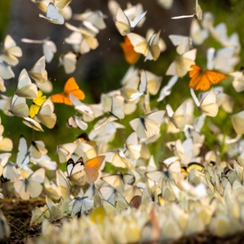 Cuc Phuong National Park won Asia's Leading National Park 2020