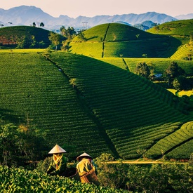 3 Most Popular Tea Varieties in Vietnam