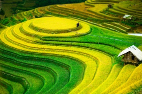 Mu Cang Chai