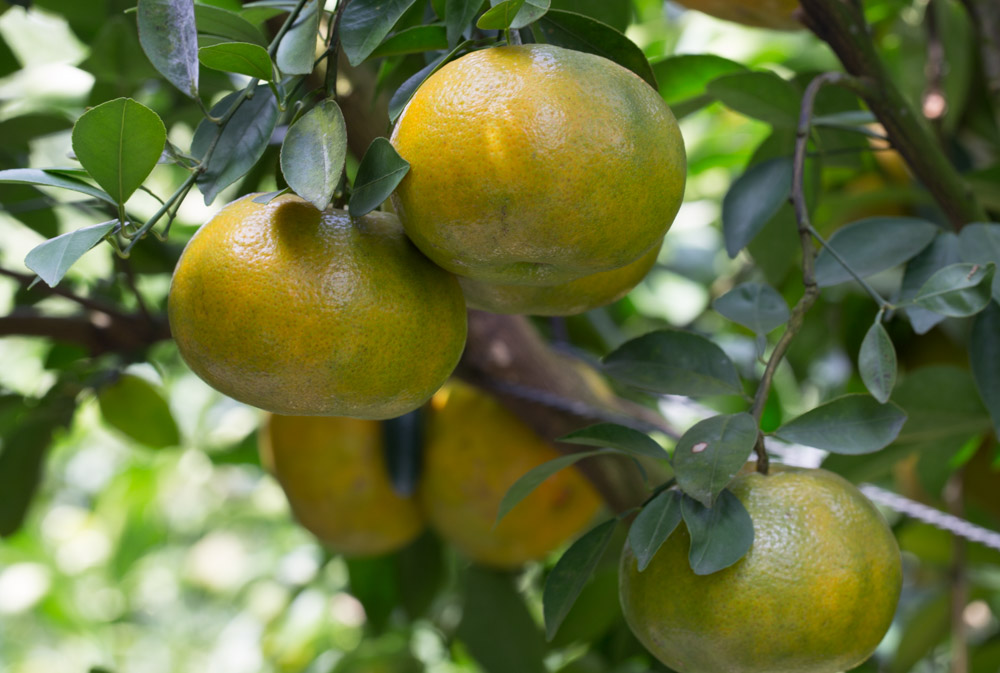 Vietnamese Mandarin (Citrus Reticulata) - Fruits - VietnamOnline.com