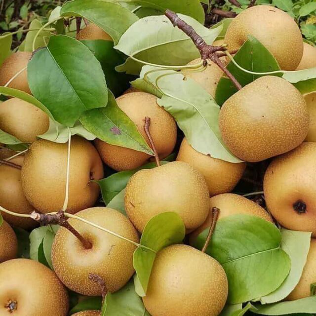 Vietnamese Pears Fruit: Types and Benefits