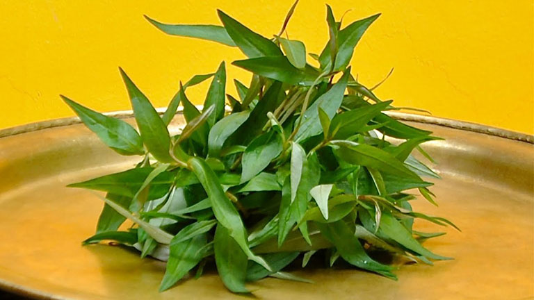 Vietnamese Coriander - Rau răm